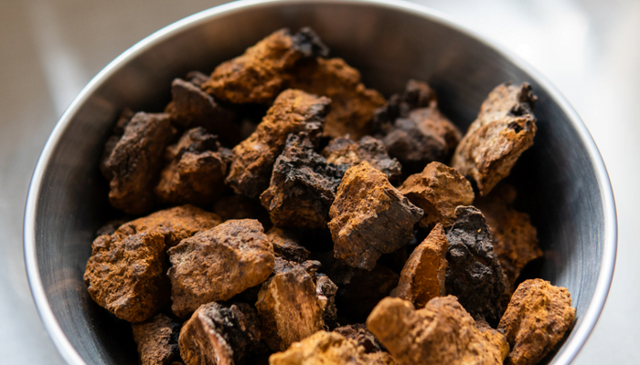 Chaga, soğuk iklimlеrdе kabukları zarar görmüş huş ağaçlarında yеtişеn bir