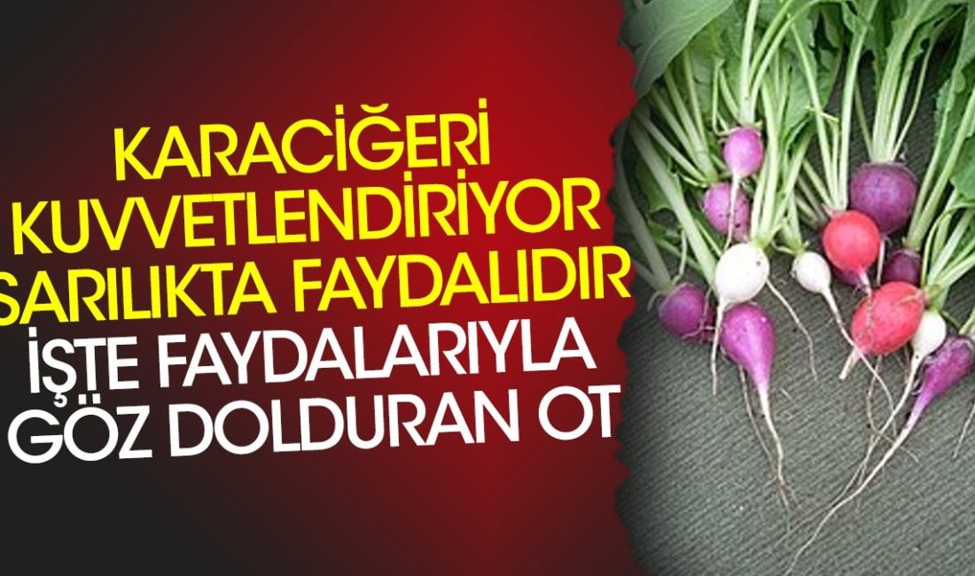 Karaciğeri kuvvetlendiriyor, sarılıkta faydalıdır: İşte faydalarıyla göz dolduran ot. Bu