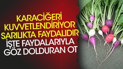Karaciğeri kuvvetlendiriyor, sarılıkta faydalıdır: İşte faydalarıyla göz dolduran ot. Bu