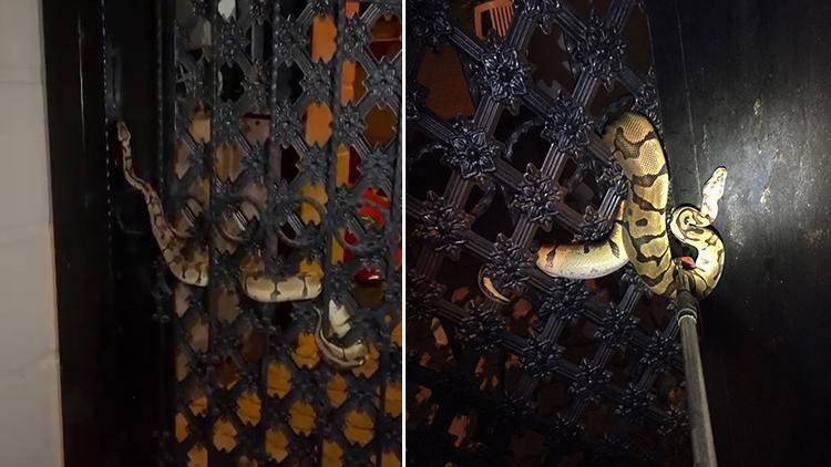 Antalya’nın Kepez ilçesinde apartmanın içerisinde 1.5 metre uzunluğunda piton yılanı