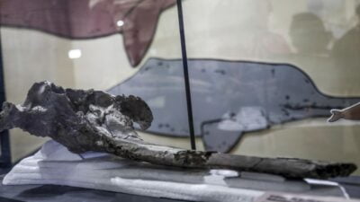 Peru Amazon Nehri'nde bulunan 16 milyon yıllık dev yunus fosili,