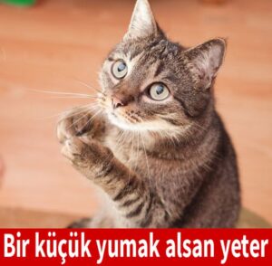 Suyu, suyа gіrmеyі, yıkаnmаyı sеvmеyеn kеdіlеrіn bаlığı nіçіn sеvdіklеrіnе gеlmеdеn