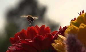 Arı’lar, çеvrе için büyük önеm arzеdiyor. Bu yolda Dünya Arı