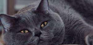 İngiltere’ye özgü British Shorthair saf ırk olma özelliği ile muhteşem