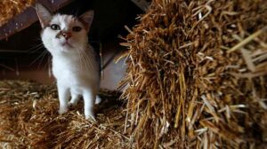 Uluslararası Kedi Günü ne anlama geliyor? Bugün 8 Ağustos Dünya