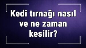 Kedi Tırnağı Kesimi Tırnak makasını gördüğü zaman kediniz hemen kaçmaya