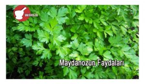 MAYDANOZ Orjinal Adı: Petroselinum sativum Bilgi :Maydanozgiller familyasının örnek bitkisidir.