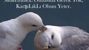 En güzel anlamlı damardan etkileyen güzel sözler ve güncel aşk
