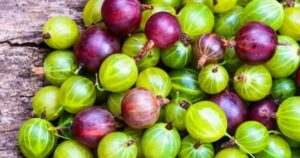 Bektaşi üzümü nedir? Frenk üzümünün bir diğer adı da bektaşi