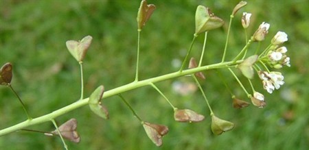 Orjinal Adı: Capsella bursa-pastoris