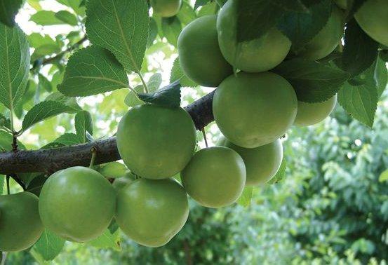 Türkiye yaklaşık 200 çeşidi bulunmaktadır. Erik ağacı çeşitli toprak tipinde