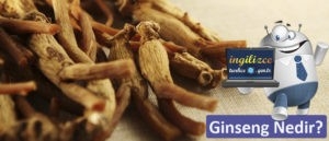 Ginseng nedir? Ginsengin faydaları nelerdir? Ginseng nasıl kullanılır? Doğal tedavide