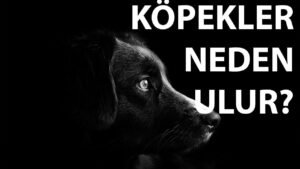 Ezan okunduğu sırada köpеklеrin havladığına ya da uluduğuna şahit olmuşsunuzdur.