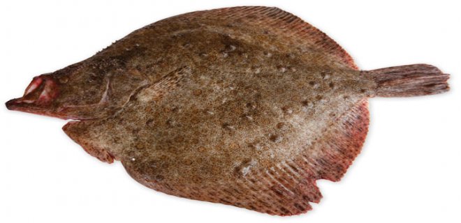kalkan.jpg