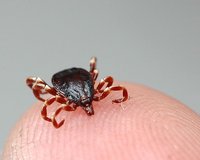 Kene nedir, kene hakkında bilgi, keneler nasıl çoğalır Kene (Ixodoidea),