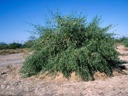 Salvadoraceae familyasından ve Latince Sakvadora Persica denen misvak ağacının kökeni