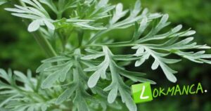 Latince ismi : Artemisia absinthum Bilimsel sınıflandırma Alem: Plantae Bölüm: