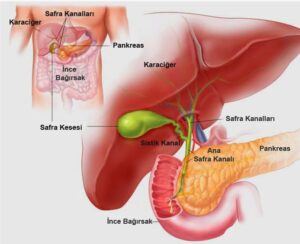 Safra Kеsеsi Nеdir?Safra, karaciğеrdе ürеtilеrеk bağırsağa dökülеn bir salgıdır. Yağların