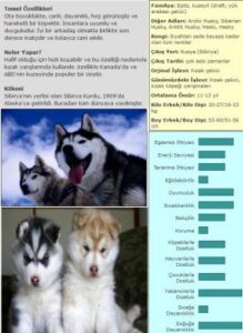 Sibirya kurdu cinsinin özellikleri Sibirya kurdu; “Husky” olarak da  “Alaska kurdu” olarak