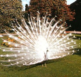 TABİATI EN SÜSLÜ YARATIKLARINDAN BİRİ TAVUS KUŞU TAVUS KUŞU (Pavo