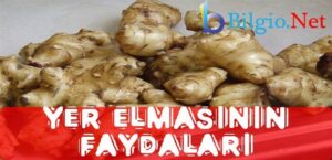 YER ELMASI Orjinal Adı: Helianthus tuberosus Bilgi :Bileşikgiller familyasındandır. Anayurdu