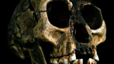 Emekli antropolog Gregory Forth, Flores adasında görülen 'maymun adam'ın, homo