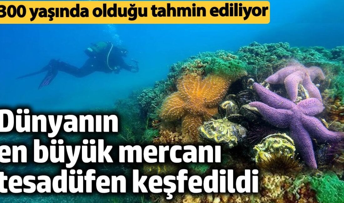 Pasifik'in Derinliklerinde Bir Dev Uyandı: Dünyanın En Büyük Mercan Kolonisi