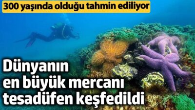 Pasifik'in Derinliklerinde Bir Dev Uyandı: Dünyanın En Büyük Mercan Kolonisi
