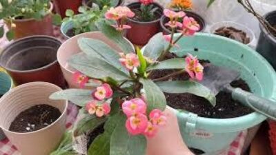 Etkili çiçek canlandırma yöntemleri arıyorsanız doğru yerdesiniz. Solan saksı çiçeği