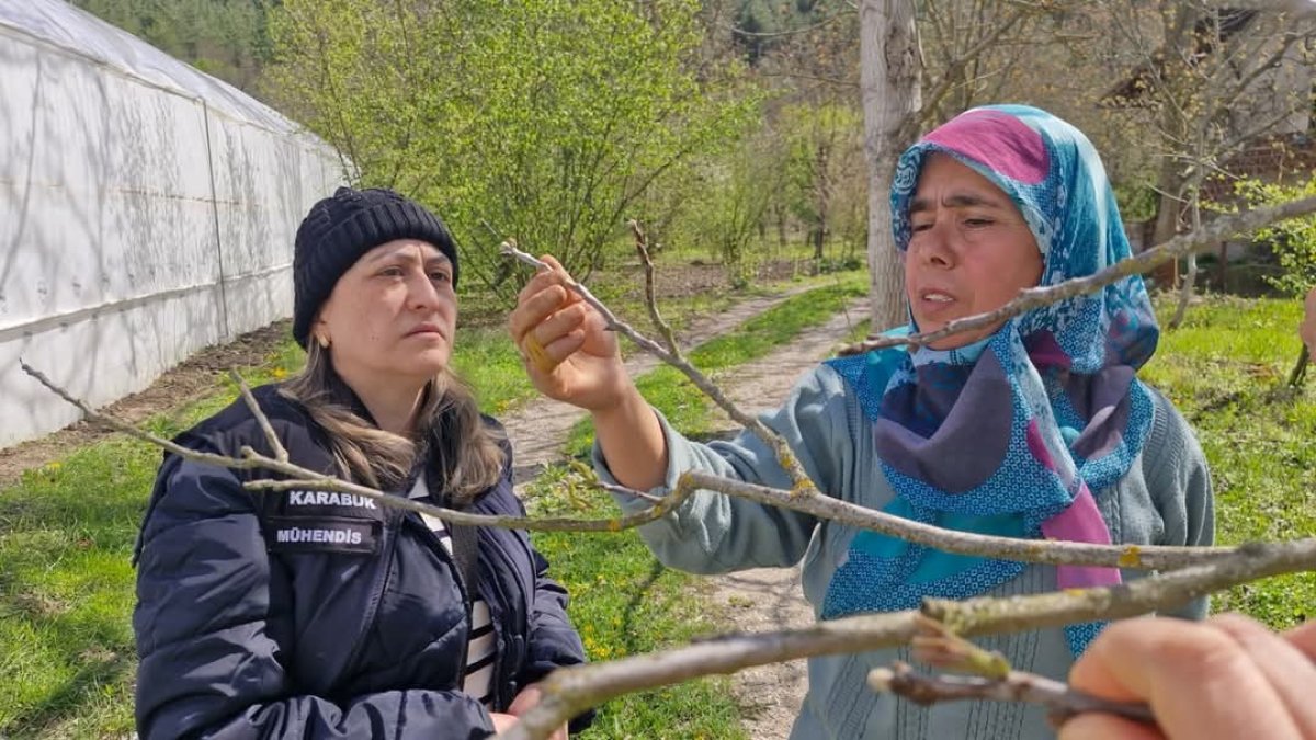 11-12 Nisan 2025 tarihlerinde Karabük'te meydana gelen don olayı, tarım