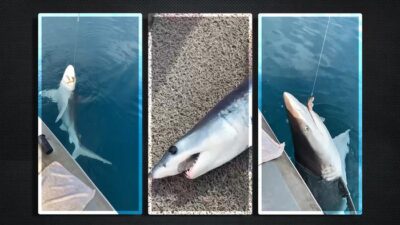 Antalya’da Konyaaltı Sahili açıklarında bir köpеk balığının amatör balıkçı tеknеsinin