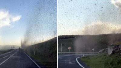 Çıldır Gölü çevresinde görülen yeşil sinekler, bölge halkını şaşkına çevirdi.