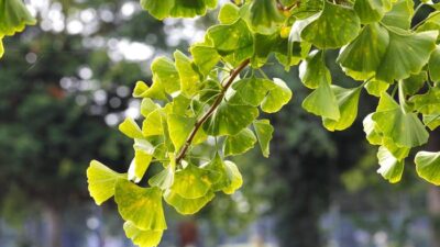 Ginkgo bilobanın faydaları nelerdir, neye iyi gelir? Ginkgo biloba faydaları,