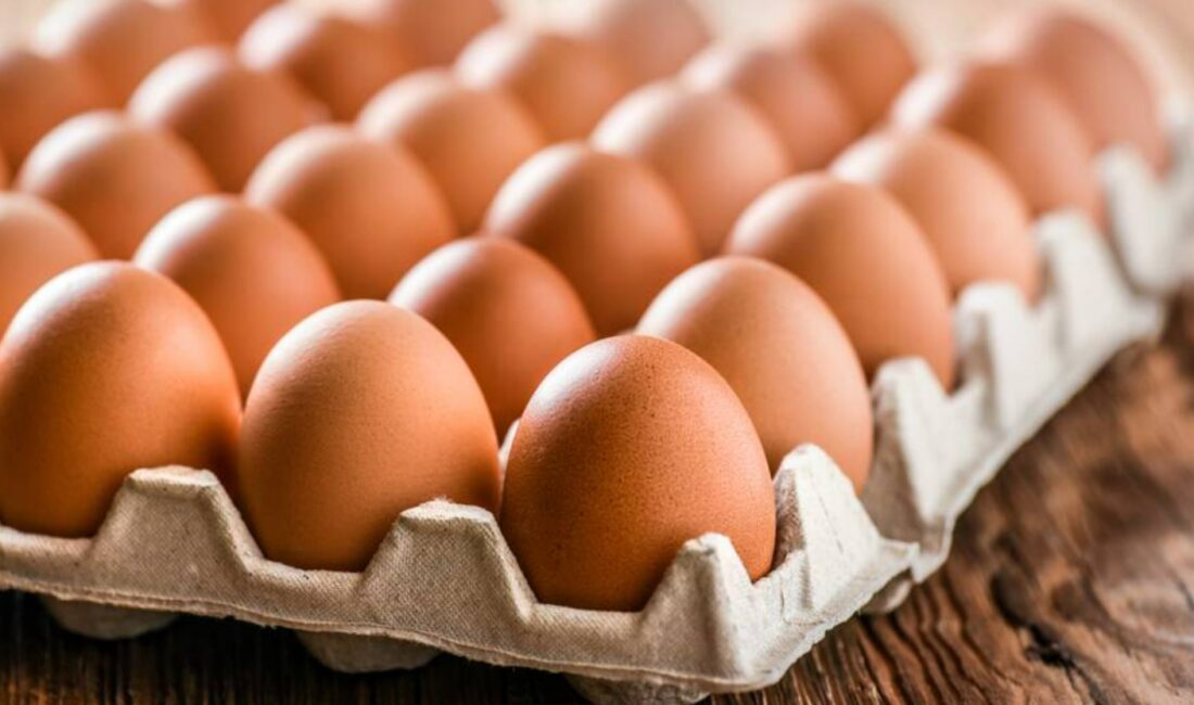 August Egg Company ve Koko Eggfire markalı yumurtalarda Salmonella tespit