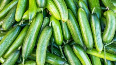 Salatalıklar acilen geri çağırıldı! FDA’dan en yüksek risk uyarısı: “İmha