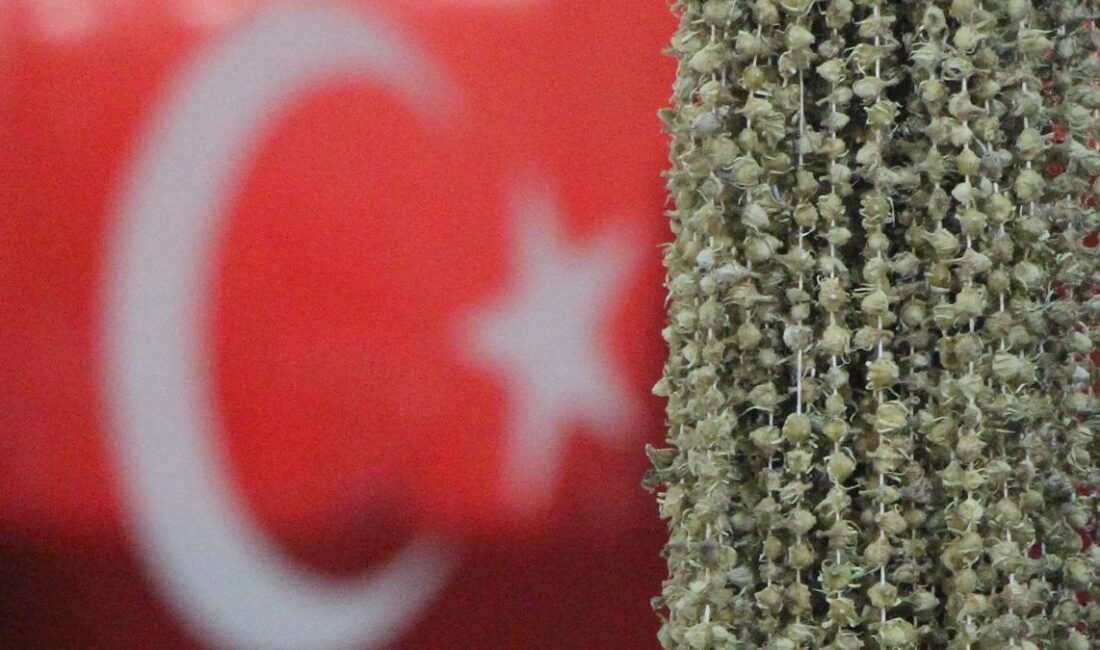 Uganda Bamyası Nedir? Amasyalı Üreticiden ‘Sarı Altın’ İsyanı Coğrafi işaretli Amasya bamyasına Uganda engeli! "Sarı altın" üreticileri haksız