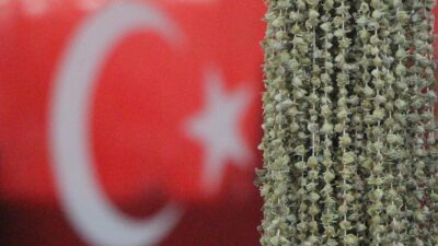Coğrafi işaretli Amasya bamyasına Uganda engeli! "Sarı altın" üreticileri haksız